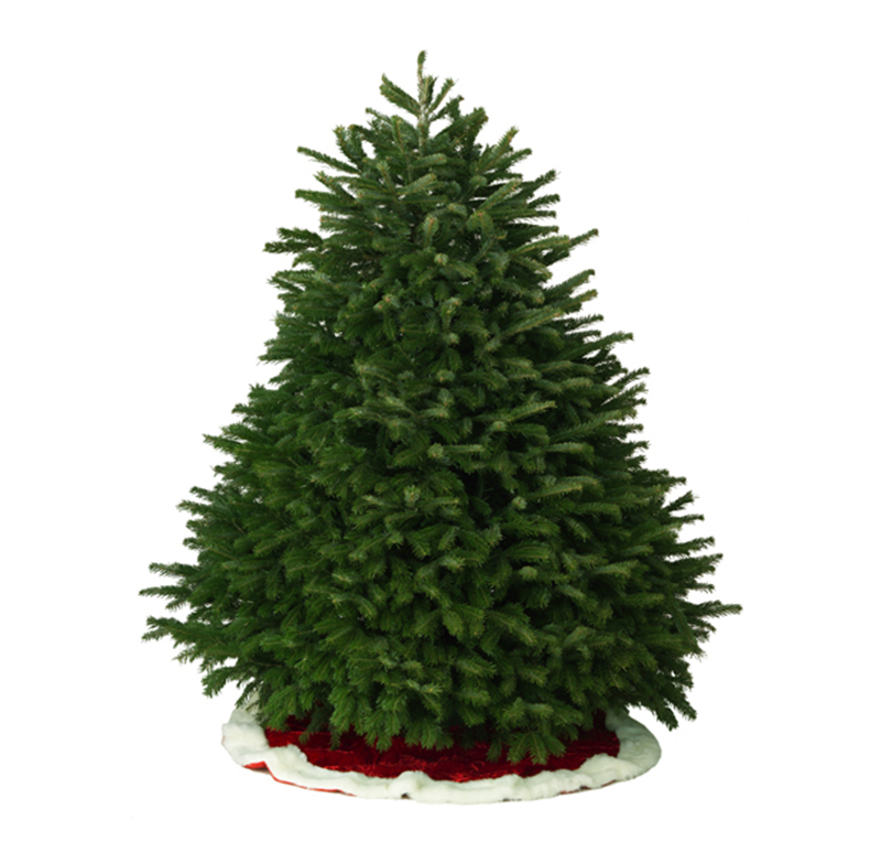 Nordmann Fir USA 9 -10Ft